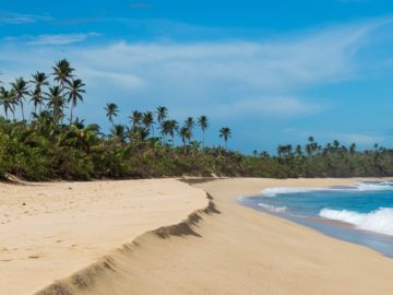 a sandy beach with palm trees and blue water