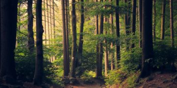 a path through a forest
